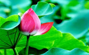 Tánh giác sẵn nơi mình